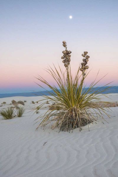 New Mexico, White Sands NM Moon over yucca plant